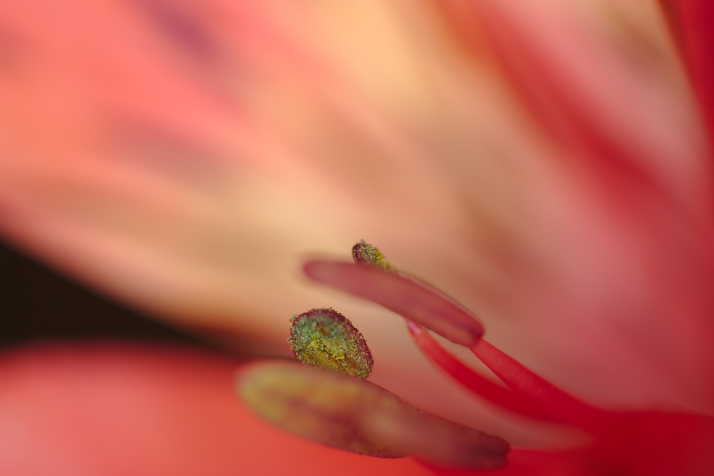 Tiger Lily